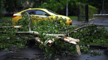 В районе Марфино в Москве на автомобиль упало дерево