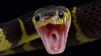 Пытавшийся  съесть  живую змею астраханец умер после ее укуса