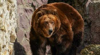 В Кузбассе медведь убил грибника