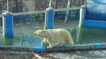 В Хабаровске назвали возможную причину смерти медведя в зоосаде