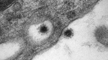 Иммунолог озвучил сценарии развития коронавируса