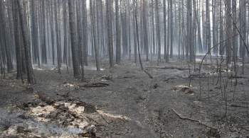 В Приморье произошел крупный природный пожар