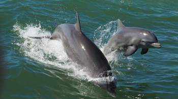 Прокуратура проверит видео с попавшими в сети дельфинами