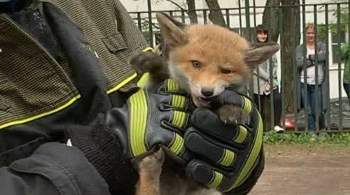 В столице спасли лисицу с потомством