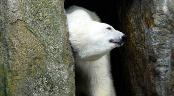 В Берлинском зоопарке умерла самая старая белая медведица Европы