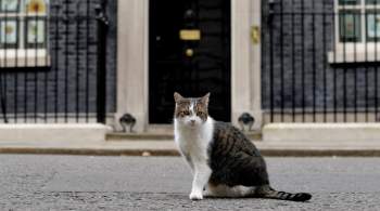 Британцы предложили кота Ларри в премьер-министры
