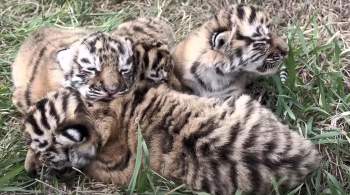 В сафари-парке  Тайган  амурская тигрица родила четырех детенышей