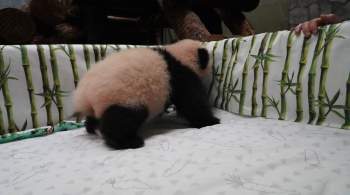 Маленькая панда из московского зоопарка встала на четыре лапки 
