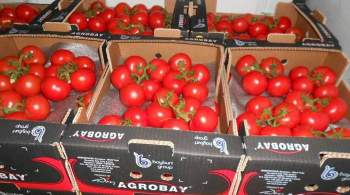 Минсельхоз увеличил квоту на ввоз томатов из Турции