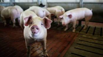 В Воронежской области зафиксировали вспышку африканской чумы свиней