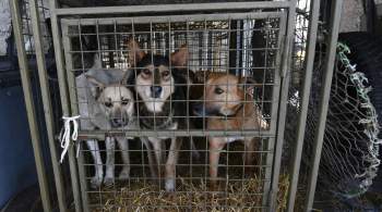 В Забайкалье в I чтении поддержали закон об эвтаназии бездомных собак 