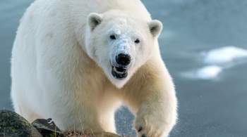  Московский зоопарк  рассказал о результатах томографии медведя из Диксона