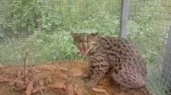 В Приморье редкий лесной кот угодил в капкан во время охоты на кур