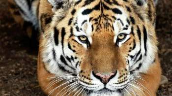 Центр  Амурский тигр  готовится к сплошному учету хищников