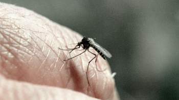 ВОЗ: заболеваемость малярией в 2022 году возросла на 16 миллионов случаев 