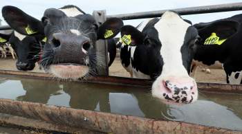 СФ одобрил закон об обязательной маркировке сельскохозяйственных животных