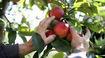 На Кубани урожай фруктов и ягод вырос на 40%