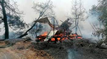 В Турции пообещали наказать виновных в поджогах лесов