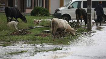 Компенсации пострадавшим от паводка в ДФО будут согласовывать за три дня