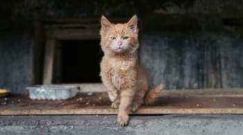 В Краснодаре проведут проверку после сообщений о массовом отравлении котов 