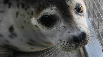 Во Владивостоке спасли забравшегося в плавдок тюленя