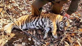 В Приморье из капкана спасли амурского тигренка