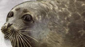 В СПЧ возьмут под контроль ситуацию с гибелью тюленей на Каспии