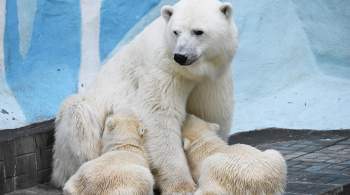 В якутском зоопарке у белых медведей родилась двойня 