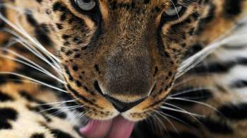 Московский зоопарк закажет павильоны для волков, барсов и леопардов