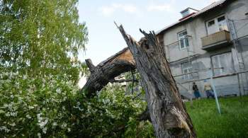 Жителей Подмосковья предупредили о сильном ветре в четверг