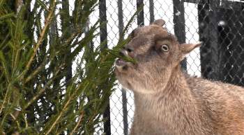 Животным в крымском зоопарке начали привозить елки для ароматерапии 