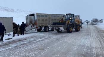 В Красноярском крае более 30 коров погибли в ДТП 