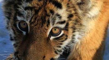 В декабре в Хабаровском крае от истощения погибли два амурских тигренка