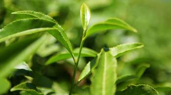 СМИ: коронавирус может  взвинтить  цены на индийский чай
