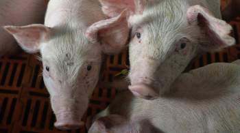 На Кубани уничтожат более 57 тысяч свиней из-за АЧС 