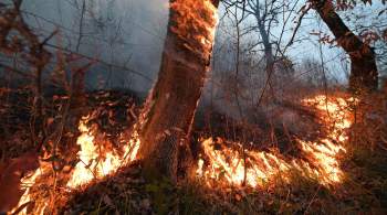 В России за сутки потушили 71 природный пожар