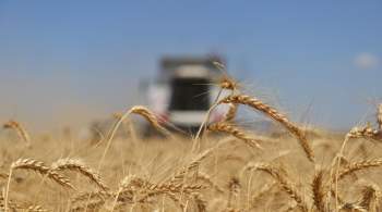 В России цены на пшеницу упали до июньского минимума 