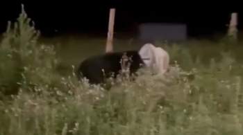 В Приморье застрелили медведя с бидоном на голове 