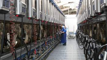 Кубань направит на производство молока более миллиарда рублей в 2021 году