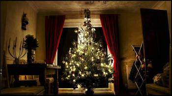 Эксперты рассказали о преимуществах живой новогодней елки