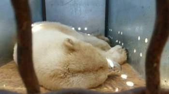 Московский зоопарк предложил выбрать имя для спасенной в Якутии медведицы
