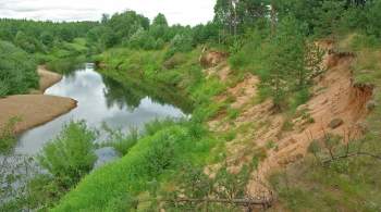 Новгородские власти выясняют причины массовой гибели рыбы в реке Холова