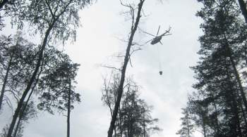 В Нижегородской области выросла площадь лесного пожара