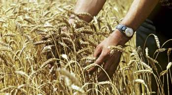 Запасы зерна в Госрезерве Украины находятся на критически низком уровне