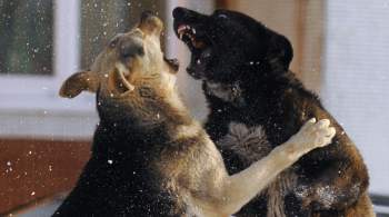 Оренбургские депутаты предложили усыплять агрессивных бездомных собак