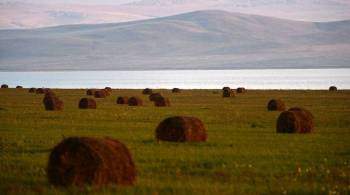 Россия в этом году Россия начнет экспорт сена в Китай