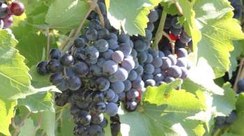 На Ставрополье увеличат господдержку виноградарей и виноделов