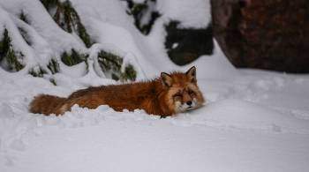 Животные живущие в лесопарках Москвы, страдают зимней  бессоницей 