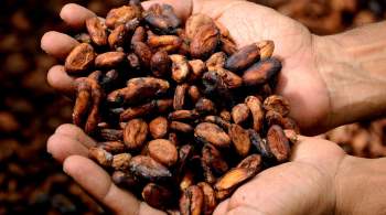 Цены на какао-бобы в мире побили рекорд 