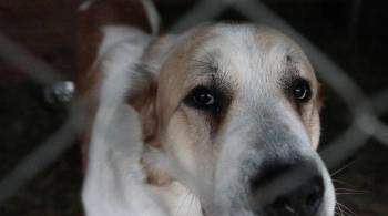 В Знаменске завели дело на чиновников из-за нападений собак на людей